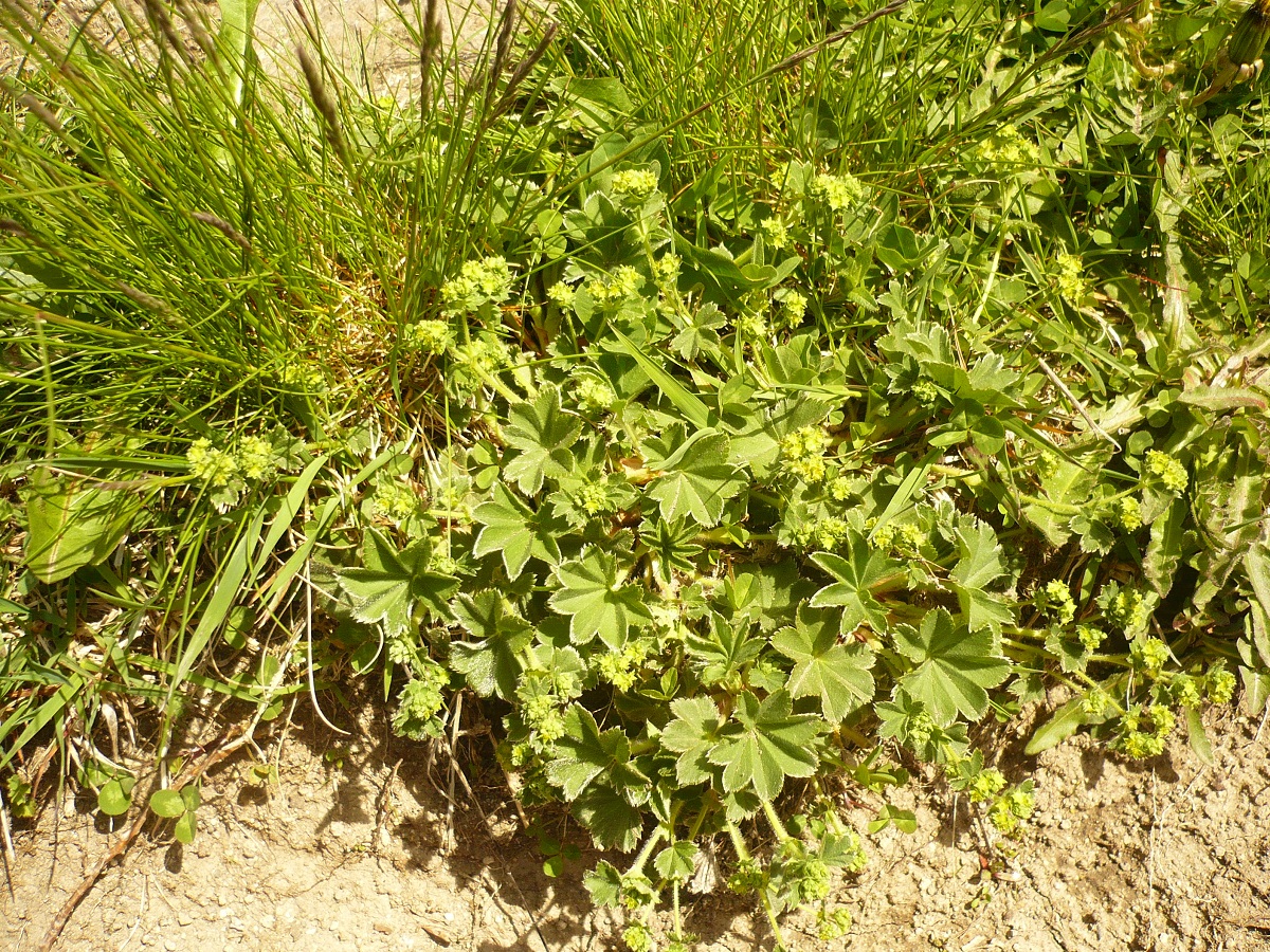Alchemilla glaucescens (Rosaceae)